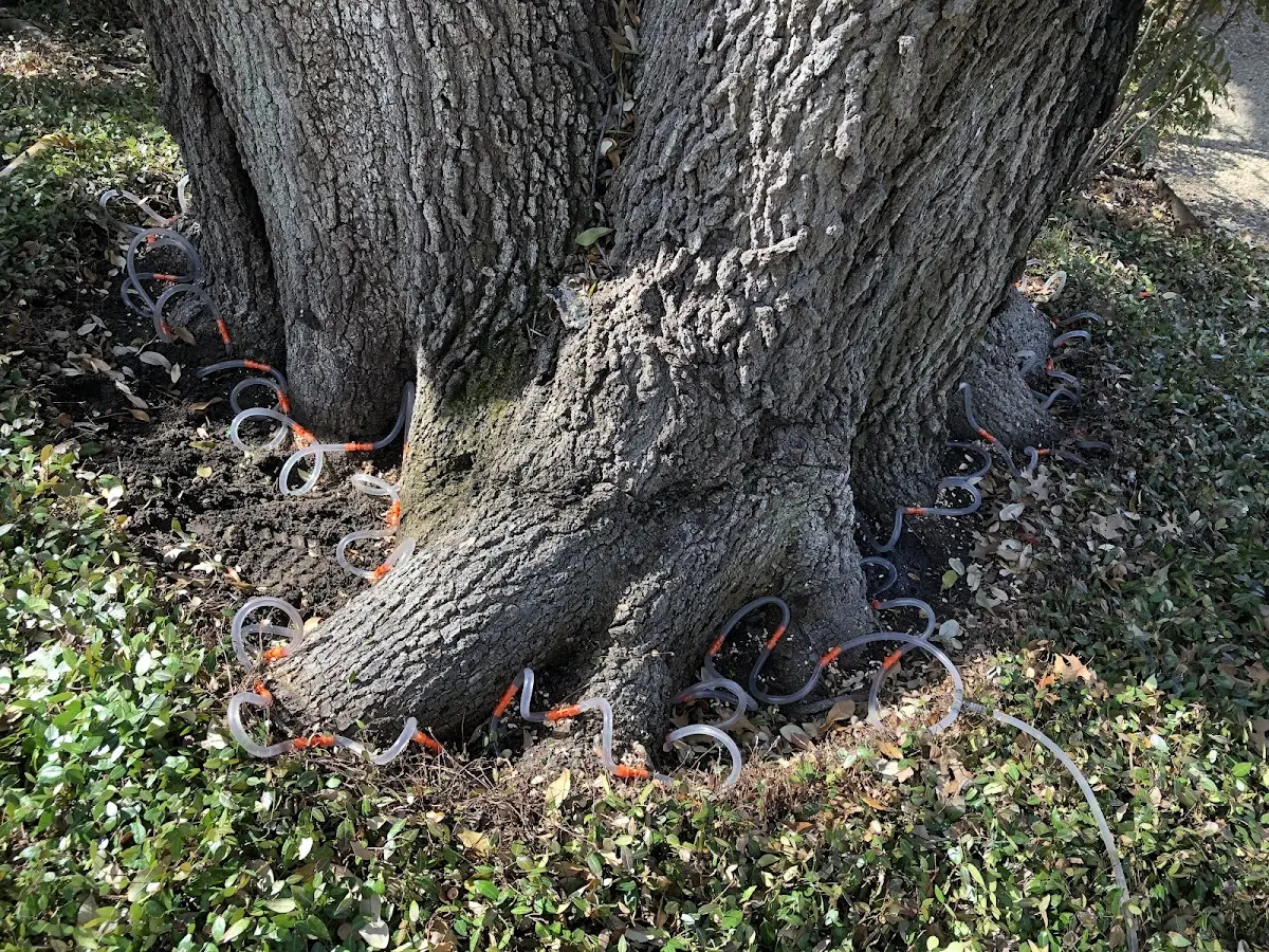 Detailed Tree Cabling and Bracing job site in Red Wing